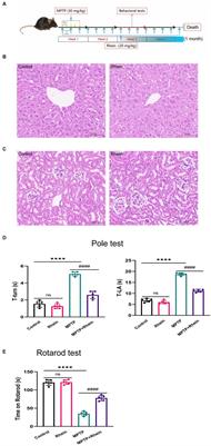 Rhein alleviates MPTP-induced Parkinson’s disease by suppressing neuroinflammation via MAPK/IκB pathway